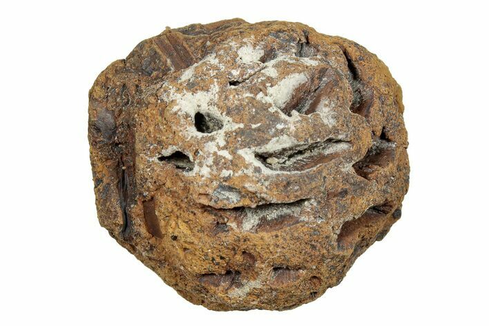 Fossil Pine Cone (Metasequoia) - Montana #246382